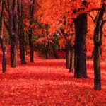 red-forest